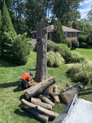 Tree service - Tree trimming services and tree removal services