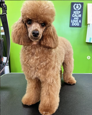 Hair Cuts - Our expert groomers specialize in stylish, comfortable haircuts for dogs of all breeds and sizes. Whether your pup needs a simple trim, a breed-standard cut, or a creative makeover, we use gentle techniques to ensure your pet looks and feels great. Each haircut is tailored to suit your dog’s coat type and your personal preference, always prioritizing your dog’s comfort and well-being. Hair Cuts - Our expert groomers specialize in stylish, comfortable haircuts for dogs of all breeds and sizes. Whether your pup needs a simple trim, a breed-standard cut, or a creative makeover, we use gentle techniques to ensure your pet looks and feels great. Each haircut is tailored to suit your dog’s coat type and your personal preference, always prioritizing your dog’s comfort and well-being.