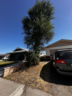 Tree Services - We provide a variety of tree services including full tree removals and stump grinding