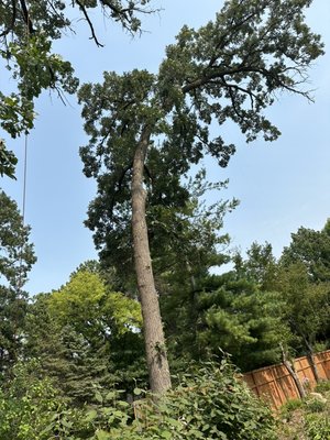 🌳 Safe, Reliable Tree Removal – Done Right the First Time! - Whether it’s a hazardous tree threatening your property or just making room for something new, our expert tree removal team is here to help. We specialize in fast, safe, and affordable tree removal with minimal disruption to your yard or landscaping. 🌳 Safe, Reliable Tree Removal – Done Right the First Time! - Whether it’s a hazardous tree threatening your property or just making room for something new, our expert tree removal team is here to help. We specialize in fast, safe, and affordable tree removal with minimal disruption to your yard or landscaping.