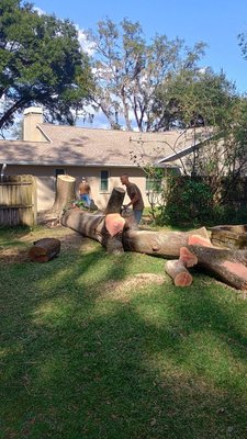 tree removal next to a house - a tree that was starting to uproot we removed for a customer that was next to a house turned out great.!!