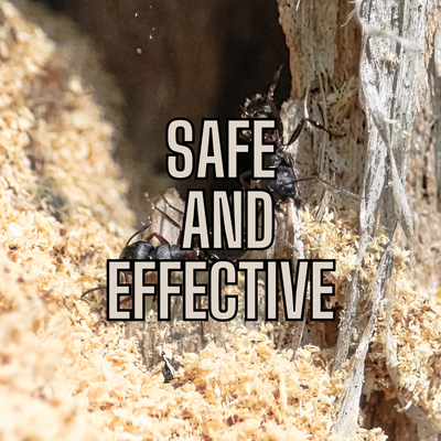 🐜 Ant Problem? Trust Dan – 20+ Years of Precision & Results - When ants invade, you need someone who knows what to look for — and how to treat it right the first time. Dan brings over 20 years of hands-on experience to every job. He doesn’t just spray and leave — he targets the colony, treats safely around kids and pets, and guarantees results for 90 days.
💬 "Dan explained everything and treated our home like his own. The ants were gone by the next day."
📞 Why call Dan? Because he’s not a franchise. He’s a local expert who cares. 🐜 Ant Problem? Trust Dan – 20+ Years of Precision & Results - When ants invade, you need someone who knows what to look for — and how to treat it right the first time. Dan brings over 20 years of hands-on experience to every job. He doesn’t just spray and leave — he targets the colony, treats safely around kids and pets, and guarantees results for 90 days.
💬 "Dan explained everything and treated our home like his own. The ants were gone by the next day."
📞 Why call Dan? Because he’s not a franchise. He’s a local expert who cares.