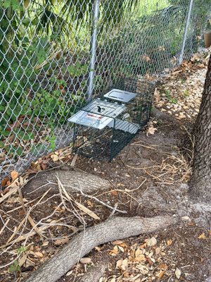 Raccoon removal and dry wood termite injections - A community was facing some raccoons causing damage . So we trapped and removed them from a property. 

And a drywood termite injection to save customers from having to rent their home