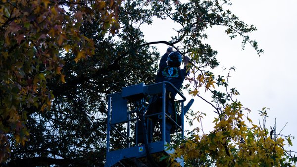 Homeowner multi-tree trim project. - A decent sized project for a homeowner. We went out and trimmed from the lift bucket to make sure and reach all of the problem areas in these Oaks.