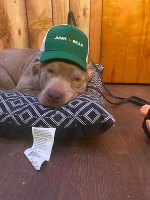 Pet friendly junk removal service! - Are you feeling sluggish and need help with your spring cleaning? Call the BEARS! #junkbear #letusbearyourjunk #junkremoval