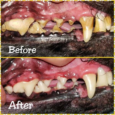 Before and After Dental - When your dog undergoes transformation dental magic!! These dogs all underwent Non-Anesthetic Dentals performed by certified dental canine hygienist Nathalie Champagne Before and After Dental - When your dog undergoes transformation dental magic!! These dogs all underwent Non-Anesthetic Dentals performed by certified dental canine hygienist Nathalie Champagne