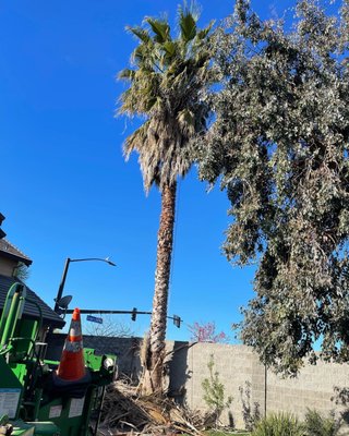 Palm Tree Removal - We removed a large Palm tree in Tracy Ca. Palm Tree Removal - We removed a large Palm tree in Tracy Ca.