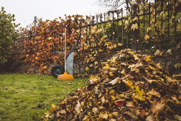 Leaf Removal - Leaf Removal Leaf Removal - Leaf Removal