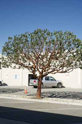 King City Tree Trimming - Beautiful Madrone Trimmed in King City King City Tree Trimming - Beautiful Madrone Trimmed in King City