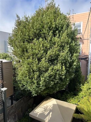 Sequoia Tree Pruning - Professional pruning of a mature sequoia tree in a residential setting. Our certified arborists performed selective structural pruning to reduce excess weight, improve canopy balance, and support long-term tree health.
Work included targeted limb removal for clearance, improved airflow, and safety near nearby structures. All pruning followed proper arboricultural standards to protect this species’ growth and stability.
The result is a healthier, safer sequoia with improved structure and appearance, completed with full cleanup. Sequoia Tree Pruning - Professional pruning of a mature sequoia tree in a residential setting. Our certified arborists performed selective structural pruning to reduce excess weight, improve canopy balance, and support long-term tree health.
Work included targeted limb removal for clearance, improved airflow, and safety near nearby structures. All pruning followed proper arboricultural standards to protect this species’ growth and stability.
The result is a healthier, safer sequoia with improved structure and appearance, completed with full cleanup.