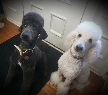 Standard Poodle Puppies! - Our favorite couple gifted us with 8 beautiful Standard Poodles. Contact us today to see which ones are available and to be added to our waiting list. These babies will go home after June 9th! They come with a 30 free training course from Biscuit Training which is done online with all of the littermate families. This is an amazing program that will help you and your puppy get off to the best start in your furever journey together. Standard Poodle Puppies! - Our favorite couple gifted us with 8 beautiful Standard Poodles. Contact us today to see which ones are available and to be added to our waiting list. These babies will go home after June 9th! They come with a 30 free training course from Biscuit Training which is done online with all of the littermate families. This is an amazing program that will help you and your puppy get off to the best start in your furever journey together.