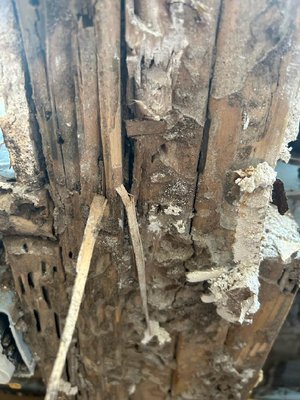 Formosan termites - Formosan Termite treatment. Formosan termites - Formosan Termite treatment.