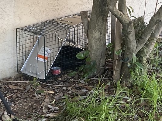 Skunk removal - These skunks had been plaguing this customer. One had burrowed under the foundation of the home. The other had been harassing their chickens.