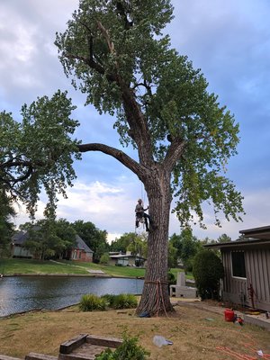 2 Huge Cottonwood Removals - These cottonwoods were HUGE 2 Huge Cottonwood Removals - These cottonwoods were HUGE