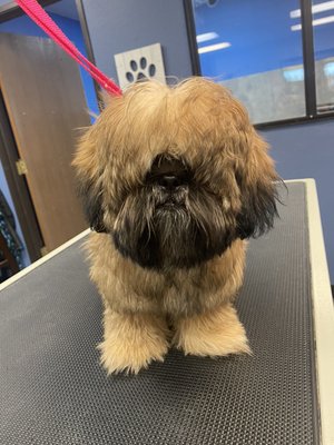 Puppy’s First Groom - It is very important to get your puppy used to grooming as soon as possible. We recommend a bath the first visit just to get them used to it. Give us a call to schedule puppy’s first groom. Puppy’s First Groom - It is very important to get your puppy used to grooming as soon as possible. We recommend a bath the first visit just to get them used to it. Give us a call to schedule puppy’s first groom.