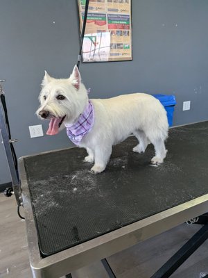 Recent Grooms - At Bed Bark and Beyond, we take pride in every transformation, and our recent grooms are proof of the loving, skilled care we give each pet. From fluffy small pups to majestic large breeds, our talented groomers have recently pampered a wide range of dogs—leaving tails wagging and coats gleaming. Whether it’s a show-quality trim, a full de-shedding, or just a fresh, clean look, each furry client receives special attention and a custom approach. Check out our latest gallery of happy, stylish dogs and see why Bed Bark and Beyond is a trusted choice for pet owners who want the very best for their companions! Recent Grooms - At Bed Bark and Beyond, we take pride in every transformation, and our recent grooms are proof of the loving, skilled care we give each pet. From fluffy small pups to majestic large breeds, our talented groomers have recently pampered a wide range of dogs—leaving tails wagging and coats gleaming. Whether it’s a show-quality trim, a full de-shedding, or just a fresh, clean look, each furry client receives special attention and a custom approach. Check out our latest gallery of happy, stylish dogs and see why Bed Bark and Beyond is a trusted choice for pet owners who want the very best for their companions!