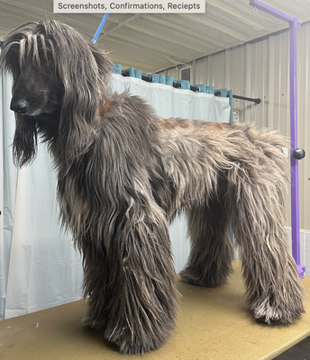 Afghan Hair Rejuvenation - Lexie was very matted, had to strip off knots and dead hair, and give a full bath to help bring back her coat to life. Afghan Hair Rejuvenation - Lexie was very matted, had to strip off knots and dead hair, and give a full bath to help bring back her coat to life.