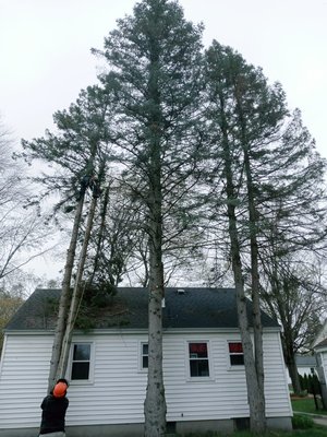 GR pine tree job - This customer wanted these old pines removed. They were making a mess and so close to the house. They called us and we were out there the next week to get the job done. Their 4 year old son was having a great time watching us take them down, especially when we’d take down half a tree at once!