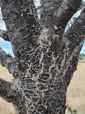 Spraying for invasive pinon pine scale - These are photos of some awful, invasive pinon pine scale egg mass forming on pinon trees.  If you see this, call us immediately.  We need to spray for preventative measures!