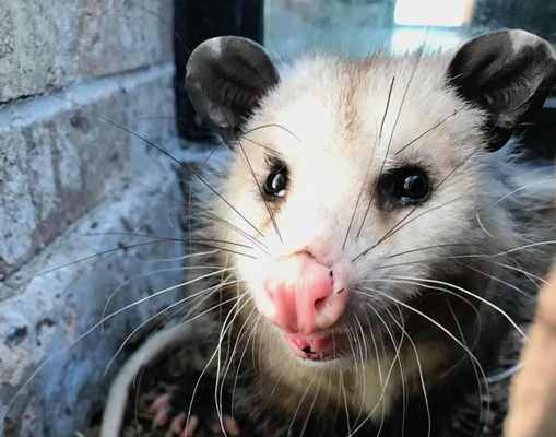 Rats, Bees and Wildlife Removal - We our your local experts when it comes to removing bees, rats and wildlife without dangerous chemicals, poisons and traps Rats, Bees and Wildlife Removal - We our your local experts when it comes to removing bees, rats and wildlife without dangerous chemicals, poisons and traps