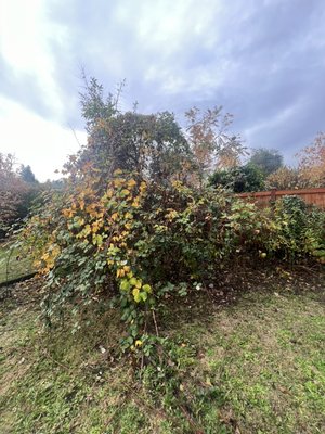 Thorn Removal And Tree Trimming - Thorns had grown very tall, and on top of the tree, going into the neighbor's yard, we also trimmed the tree.