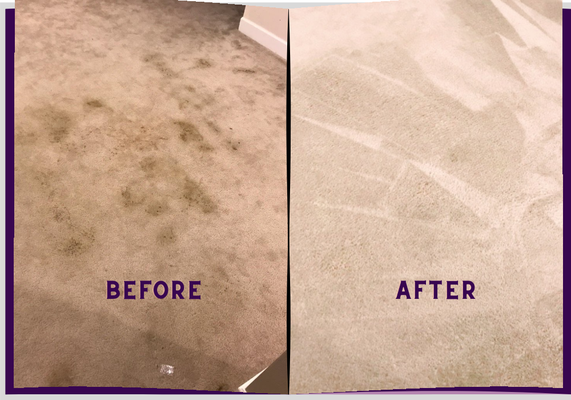 Carpet Stain Removal - Vomit, urine, feces, coffee, milk, red wine - Roochii identifies type of stain, decontaminates, extracts, and another job well done! This house was spotted with stains throughout the house, and we identified each stain and took care of it. Carpet Stain Removal - Vomit, urine, feces, coffee, milk, red wine - Roochii identifies type of stain, decontaminates, extracts, and another job well done! This house was spotted with stains throughout the house, and we identified each stain and took care of it.