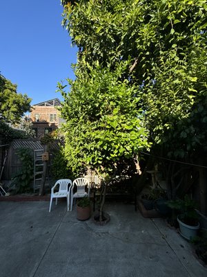 Tree trimming and removal - Trimming 2 trees the customer wanted that that shape and removing a lemon tree for future construction work.