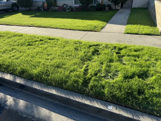 Overseeding an existing lawn - During the winter, warm-season grasses like, Bermuda and St. Agustine grass, goes into dormancy. Overseeding a lawn allows a warm-season lawn to be green all year. Overseeding an existing lawn - During the winter, warm-season grasses like, Bermuda and St. Agustine grass, goes into dormancy. Overseeding a lawn allows a warm-season lawn to be green all year.