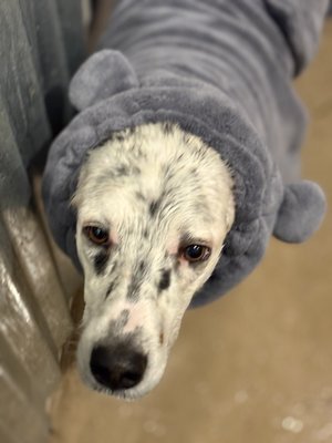 Sister Spa Day - This setter came for a groom with her Pitty sister. She was matted in her tail, back hind legs and behind her ears Sister Spa Day - This setter came for a groom with her Pitty sister. She was matted in her tail, back hind legs and behind her ears