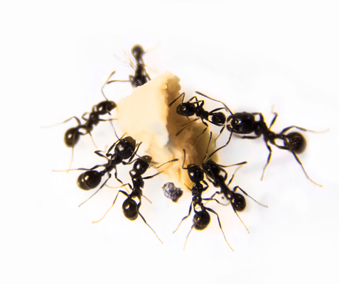 Ant Control Services - Ants are an annoying nuisance pest. They feed avidly on sweets, grease, and food matter. Don’t let ants take over your property. We offer expert ant control solutions for your home or business to control them the right way the first time. Ant Control Services - Ants are an annoying nuisance pest. They feed avidly on sweets, grease, and food matter. Don’t let ants take over your property. We offer expert ant control solutions for your home or business to control them the right way the first time.