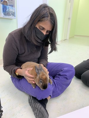 Bunnies - These are just a handful of the cute bunnies that come into our clinic! Call us today for all your bunnies needs!