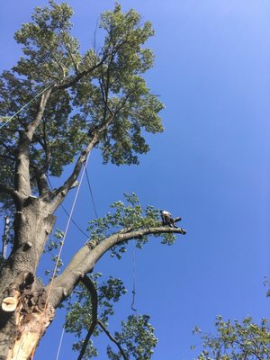 Big removal - big tree being removed had to bring in crane Big removal - big tree being removed had to bring in crane