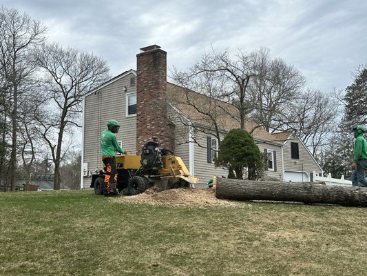 Stump grinding - Stump grinding services