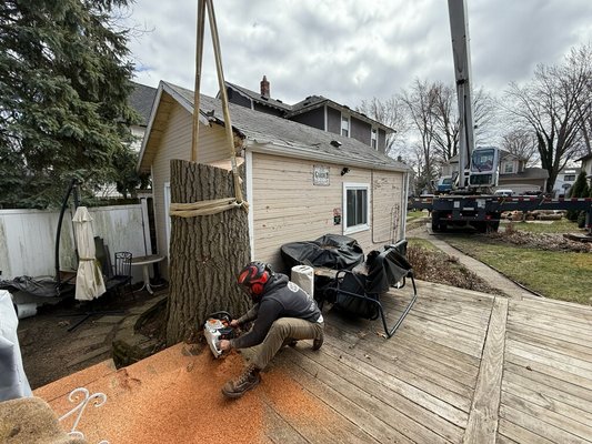 Tree Service - This was an incredibly dangerous Red Oak tree located on Royal Oak, MI. The tree was in such a tight area that we decided the best method for removal would be to use a crane to hoist the sections of tree away from the home. This photo is of the last cut. The piece weighed in at #3,800lbs. It was loaded into a dumping trailer and taken to our firewood yard to be processed. Tree Service - This was an incredibly dangerous Red Oak tree located on Royal Oak, MI. The tree was in such a tight area that we decided the best method for removal would be to use a crane to hoist the sections of tree away from the home. This photo is of the last cut. The piece weighed in at #3,800lbs. It was loaded into a dumping trailer and taken to our firewood yard to be processed.