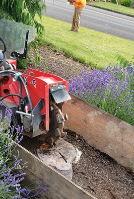 Removing stump - This client wanted to completely remove the tree, so Toto's Tree Service LLC. He made it possible thanks to the use of the appropriate tools and with professionalism to not damage anything around and leave the job as clean as possible. Removing stump - This client wanted to completely remove the tree, so Toto's Tree Service LLC. He made it possible thanks to the use of the appropriate tools and with professionalism to not damage anything around and leave the job as clean as possible.