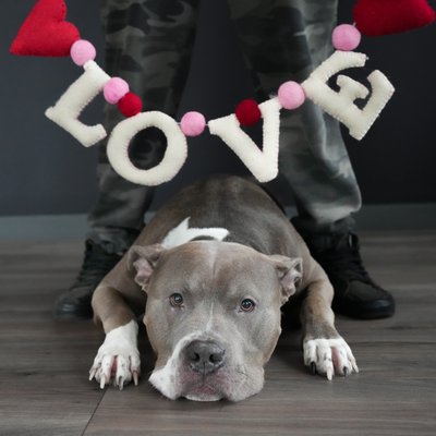 YDG Valentines Day - The YDG Staff Dog's Valentines Day YDG Valentines Day - The YDG Staff Dog's Valentines Day