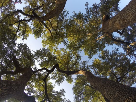 Tree Trimming - Here is some recent tree trimming that we completed