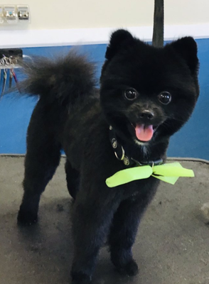 Grooming with a Smile - Nothing’s better than a clean pup—except a clean, smiling one! As a one-woman dog groomer who truly loves dogs, I offer gentle, personal attention so every furry friend leaves happy and looking their best. Treat your pup to a grooming experience filled with care, comfort, and plenty of tail wags! Grooming with a Smile - Nothing’s better than a clean pup—except a clean, smiling one! As a one-woman dog groomer who truly loves dogs, I offer gentle, personal attention so every furry friend leaves happy and looking their best. Treat your pup to a grooming experience filled with care, comfort, and plenty of tail wags!