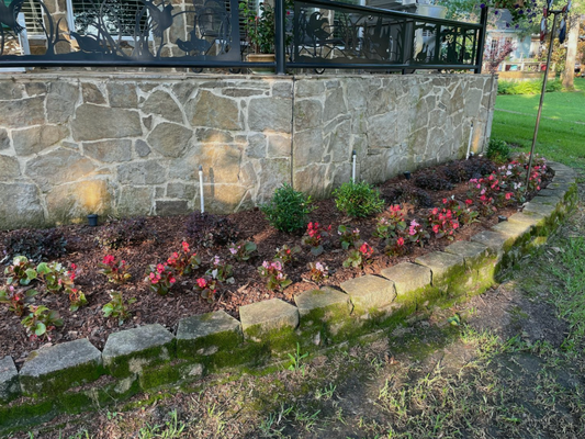 Highlighting Stonework - This lakefront property needed low-maintenance planting for deep shade that would provide seasonal interest. A new young redbud provides symmetry to the existing planting in front of the home, highlighting a gorgeous maple tree that shelters the main entrance to the home. New planting carries evergreen azaleas from the border along the entry sidewalk across the front of the property for year-round greenery and a pop of color in the spring. In front of the azaleas, loropetalum offers year-round color with the deep pinks and purples, and patriot hostas draw in the white of the grout, highlighting the beautiful stonework and contrasting the purples and pinks of the flowers and foliage. For a subtle border, liriope muscari will highlight the stone border and provide delicate purple blooms in the fall. Highlighting Stonework - This lakefront property needed low-maintenance planting for deep shade that would provide seasonal interest. A new young redbud provides symmetry to the existing planting in front of the home, highlighting a gorgeous maple tree that shelters the main entrance to the home. New planting carries evergreen azaleas from the border along the entry sidewalk across the front of the property for year-round greenery and a pop of color in the spring. In front of the azaleas, loropetalum offers year-round color with the deep pinks and purples, and patriot hostas draw in the white of the grout, highlighting the beautiful stonework and contrasting the purples and pinks of the flowers and foliage. For a subtle border, liriope muscari will highlight the stone border and provide delicate purple blooms in the fall.