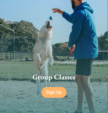 Group Classes - Group Classes - we currently have an awesome scent work class, a rally-o class and a beginning training class. CGC prep class coming soon! Group classes are a great way to get training, keep it social and fun and keep yourself accountable. They are also an affordable option to learn invaluable dog training techniques you can use forever with your current and future pets. Group Classes - Group Classes - we currently have an awesome scent work class, a rally-o class and a beginning training class. CGC prep class coming soon! Group classes are a great way to get training, keep it social and fun and keep yourself accountable. They are also an affordable option to learn invaluable dog training techniques you can use forever with your current and future pets.
