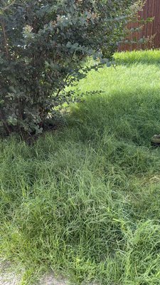 Front and back of the hose yard work - This was a yard work for a move in, the grass was too high