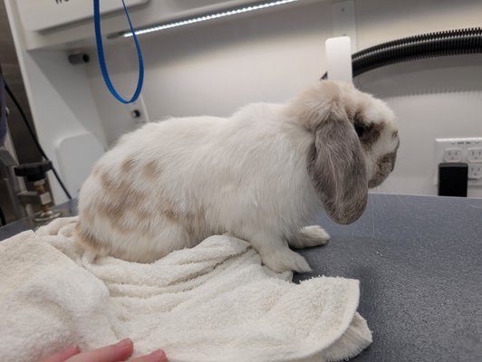 Bunnies - We groom bunnies as well!