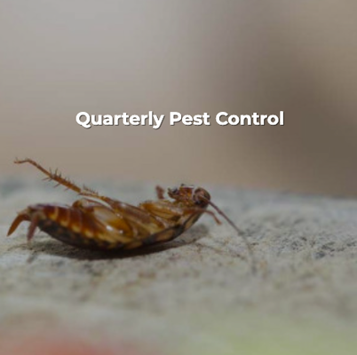 Quarterly Pest Control - KEEP PESTS AWAY YEAR-ROUND

Whether you find cockroaches or other bugs in your home, you'll need to turn to an experienced pest exterminator. Pests are no match for Pest Frog. We provide customized pest control services in TX.

We'll come out to your home four times a year for just $99 per application to ensure your home is pest-free and protected. We'll work closely with you to meet your needs and understand any problem areas so we can properly treat your property.

Reach out to our pest exterminator to discuss your pest control needs today.