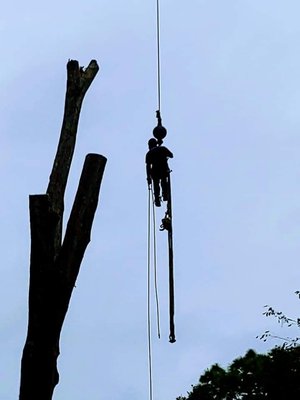 Tree removal - We remove 4 very large water oats from the back yard Of this property. Understanding the joy of the customer, and know  they was safe was great to be apart of.