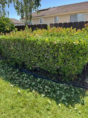 Trimming Bushes - This was one of the bushes we trimmed. Our client requested to just trim off the growing branches that were coming out. They also request to do it into a rectangle shape form. The before and after pictures are there for you to take a peak on it. This is one of my regular houses it’s a maintenance every 2 weeks it’s done. Trimming Bushes - This was one of the bushes we trimmed. Our client requested to just trim off the growing branches that were coming out. They also request to do it into a rectangle shape form. The before and after pictures are there for you to take a peak on it. This is one of my regular houses it’s a maintenance every 2 weeks it’s done.