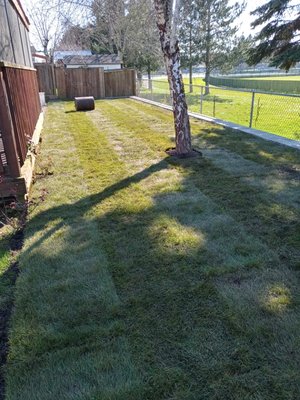 new sod installation in the back yard - this remodel is in the back yard the customer love the change new sod installation in the back yard - this remodel is in the back yard the customer love the change