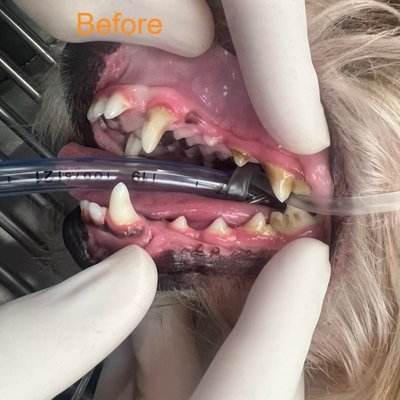 Dental Cleanings - When was the last time you looked in your dog’s mouth? Research has shown that dogs can feel dental
pain the same as humans, but they rarely show it. Proper dental care can add years of pain-free life to
your dog. Please ask our staff about home dental care products and a free tooth brushing demonstration. Dental Cleanings - When was the last time you looked in your dog’s mouth? Research has shown that dogs can feel dental
pain the same as humans, but they rarely show it. Proper dental care can add years of pain-free life to
your dog. Please ask our staff about home dental care products and a free tooth brushing demonstration.