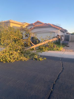 Scottsdale EMERGENCY Tree Removals - Glendale-Bottle tree fell over due to root wrought, and high winds caused it to fall.  We cut the tree into sections chipped all the debris and removed the stump with a stump grinder. Hauled away all the debris