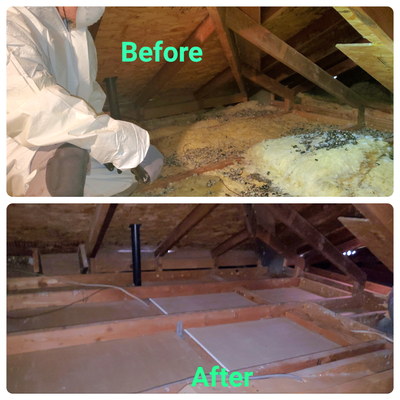 Attic Cleaning - This attic had an entry point large enough for pigeons to enter and nest. Pigeon droppings is quite pungent and the smell was getting into the customer's home. We removed all the contaminated insulation, sanitized the attic with a fogger, and most importantly sealed off all the pigeon entry points to prevent future invasion.