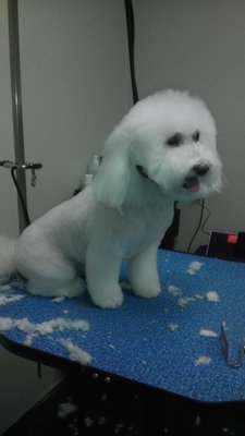 Full Spa Grooming Package - Your pet is going to be bathed, clipped, combed, and beautiful head to toe. Includes a luxury bath with our premium shampoo, conditioner, blow dry, brush out, nail trim, ear cleaning, breed specific or client preferred full body haircut/style, bow or bandana, & smell good spritz.